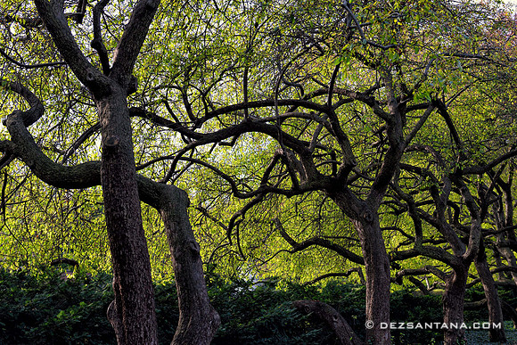 Conservatory Garden