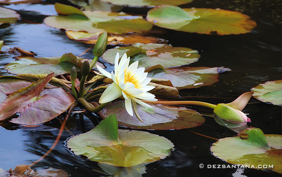 Lilly Pad Pond