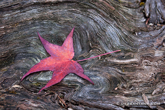 Autumn Leaf