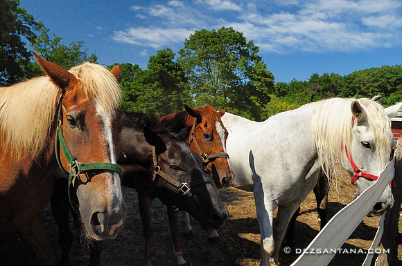 Pelham Bit Stables