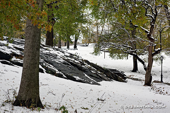 Central Park Frost