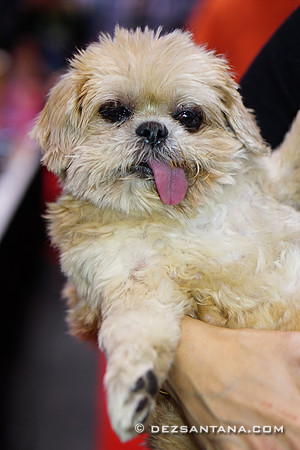 Marnie The Dog