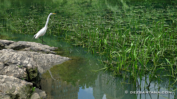 Great Egret