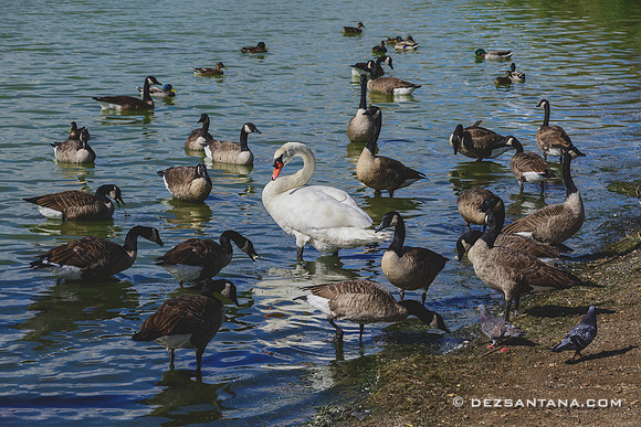 Swan