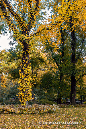 Foliage