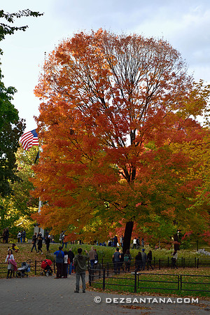 Foliage