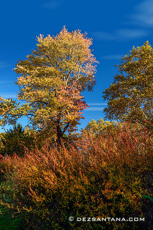 Foliage