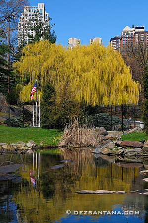 The Pond Reflection
