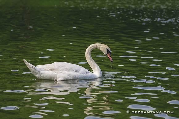 Swan
