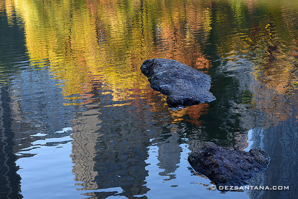 The Pond