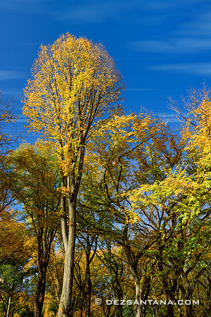Foliage