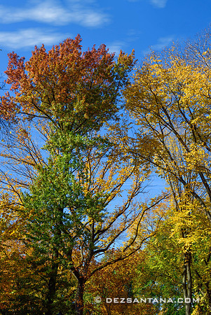 Foliage