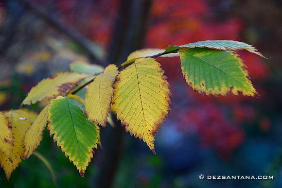Foliage