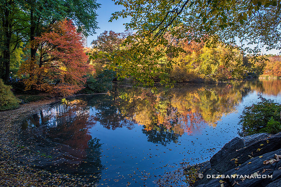 The Pond