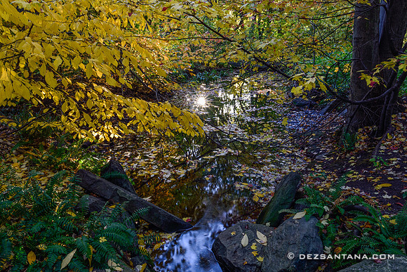 Stream