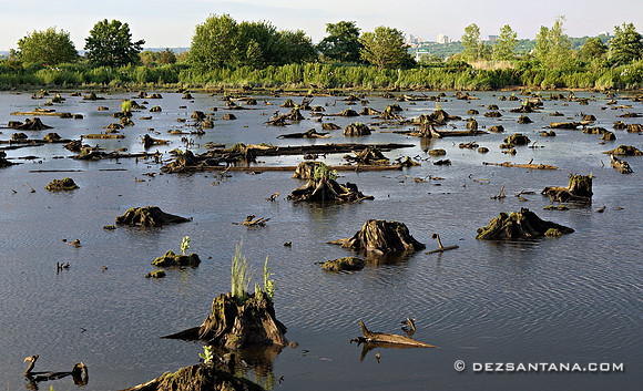 Mill Creek Marsh