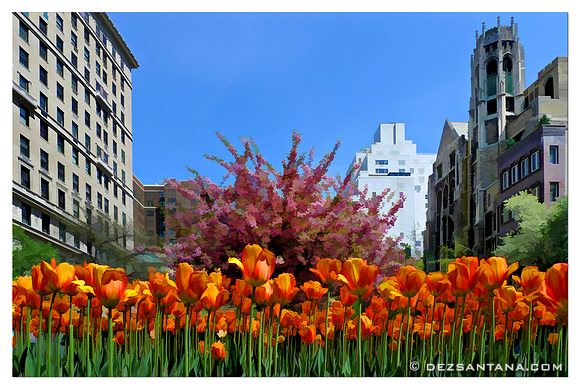 Tulips