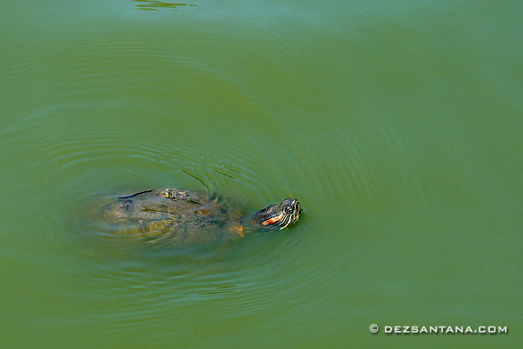 Turtle