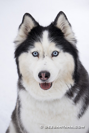 Husky
