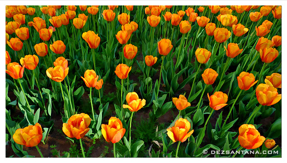 Tullips