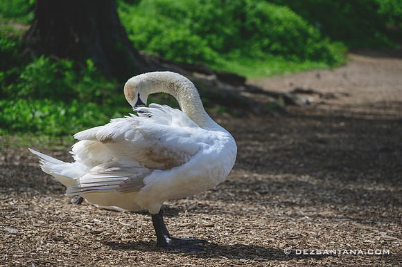 Swan