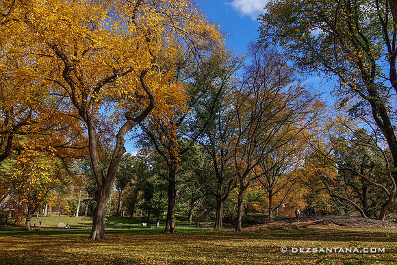 Fall Colors