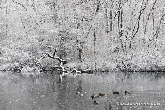 The Pond