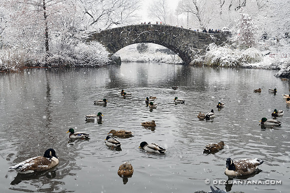 The Pond
