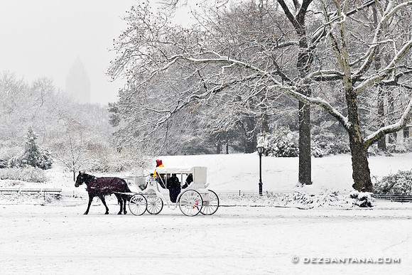 Horse Carriage