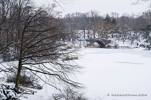 The Pond