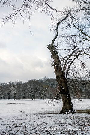Prospect Park