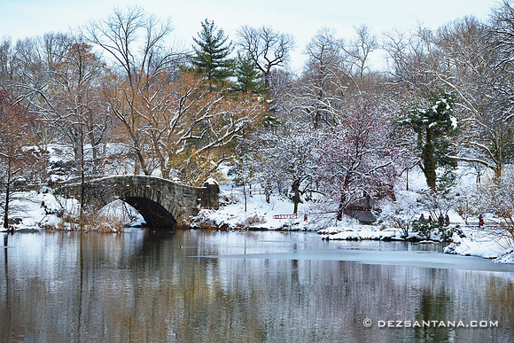 The Pond