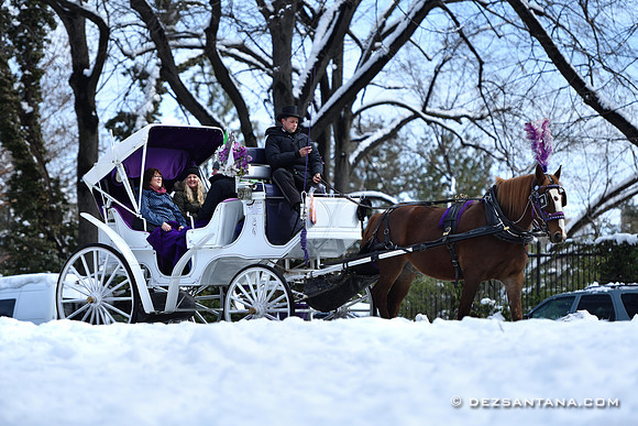 Horse Carriage
