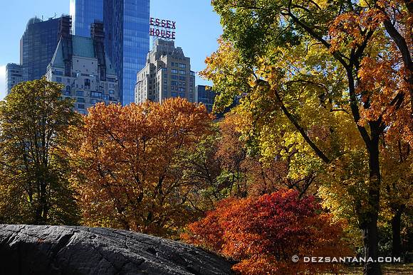 Fall Colors