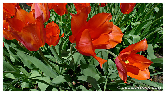 Tulipa