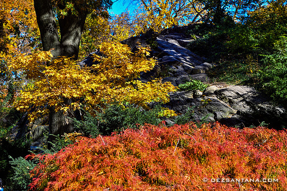 Central Park