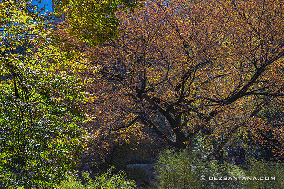 Central Park