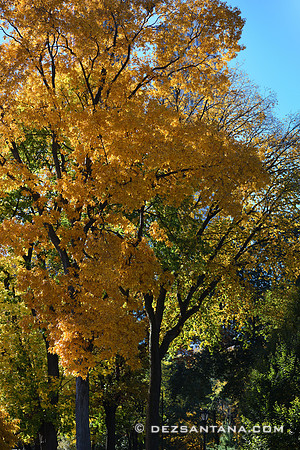 Central Park