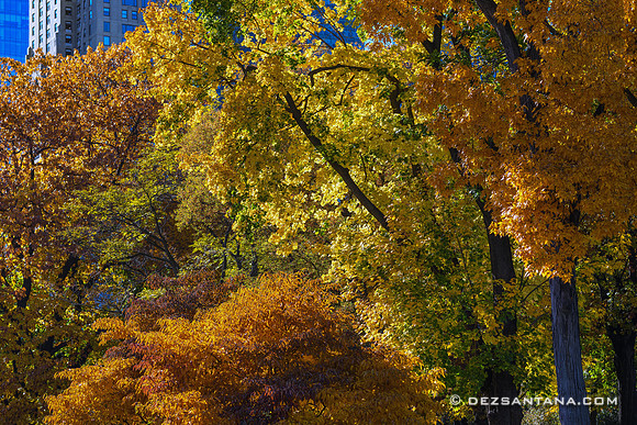 Central Park
