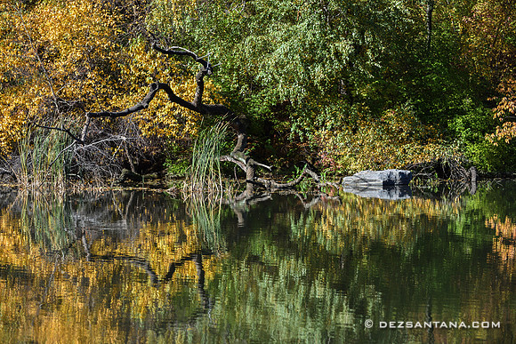 Reflections