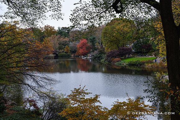 The Pond