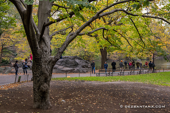 Autumn