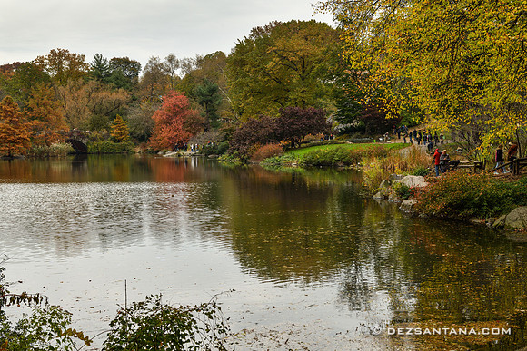 The Pond