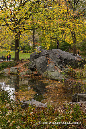 The Pond
