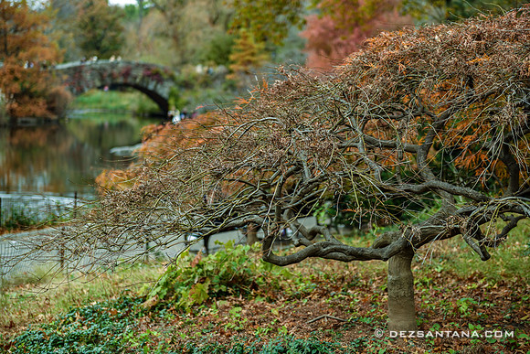 Autumn