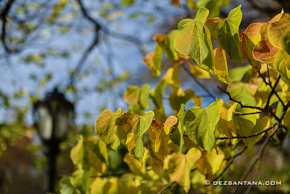 Autumn
