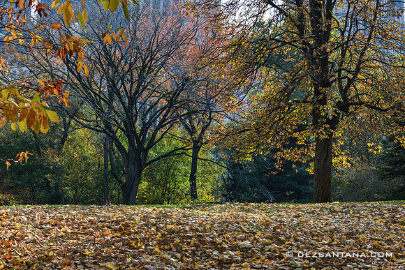 Autumn