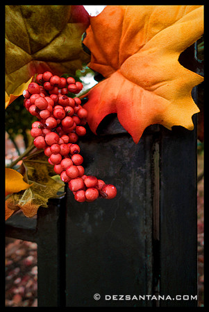 Fall Colours