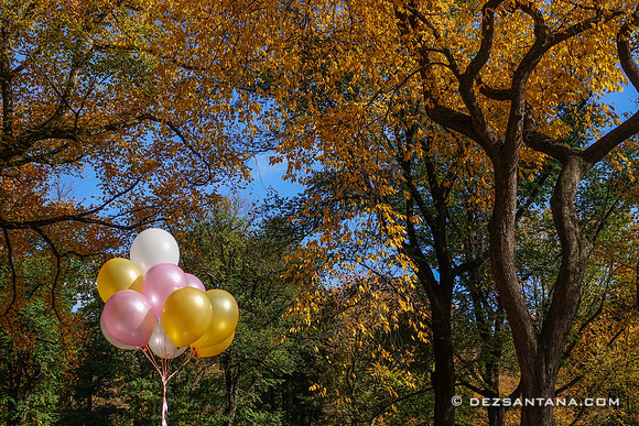 Fall Colors