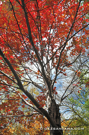 Tree Foliage @ Spuyten Duyvil